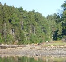 Two deer on the shoreline at the corner of The Basin, Maine, USA
