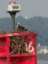 Sea eagle nest on No. 16 starboard marker on canal