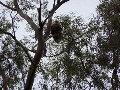 Bald eagle nesting in a tree above Vanish at Marlow Shipyard, Snead Island, Florida, USA