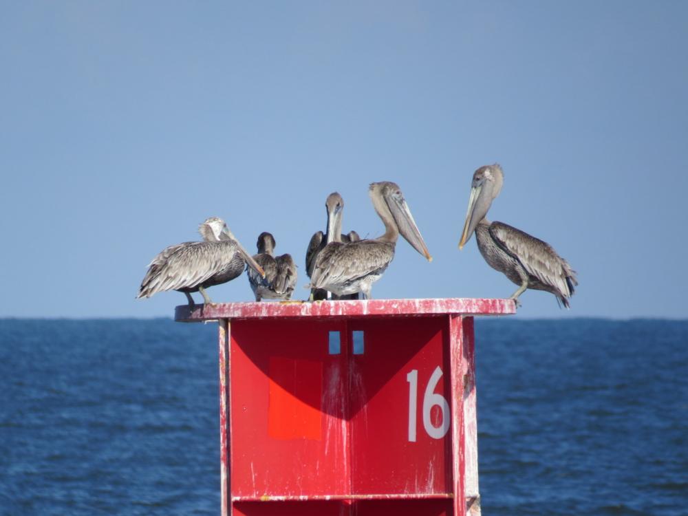 Our welcoming committee waiting for us on Channel Marker No. 16 in the Brunswick Channel, GA.