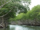 Mangrove lined waterway leading to eco resort