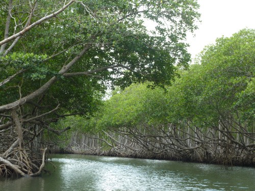 Mangrove lined waterway leading to eco resort