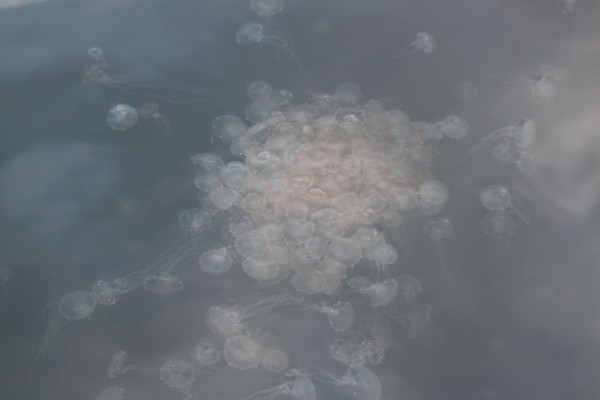 Jellyfish cluster about 14" across