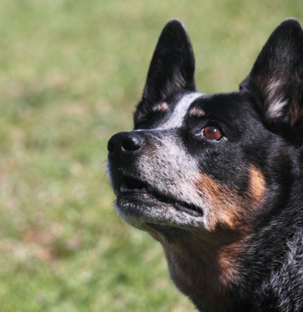 Bindi, our 12 year old Australian Cattle Dog - still in great health and fitness