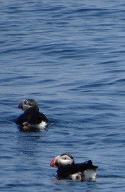 A pair of puffins at Matinicus Rock, Maine, USA