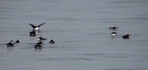 A flock of puffins near Matinicus Rock, Penobscot Bay, Maine, USA