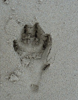 What is this footprint?  It