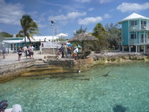 Staniel Cay dock where the fish are cleaned and the sharks await