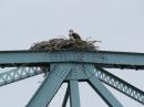 Osprey nest on top of the Townsend Gut bridge.