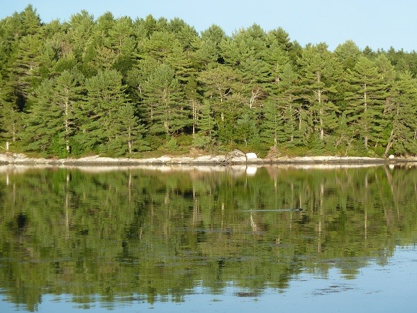Forest surrounding The Basin, Maine, USA