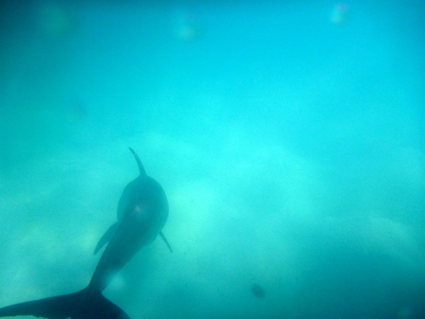 Friendly dolphin visit to Vanish at Georgetown, Exuma, Bahamas