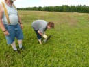 Ed Perkins and his wife hand harvesting blueberries.