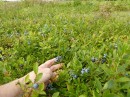 Wild blueberries growing on Ed