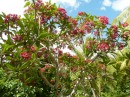 Red flowered frangipani