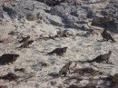 Iguanas sunning themselves on the beach