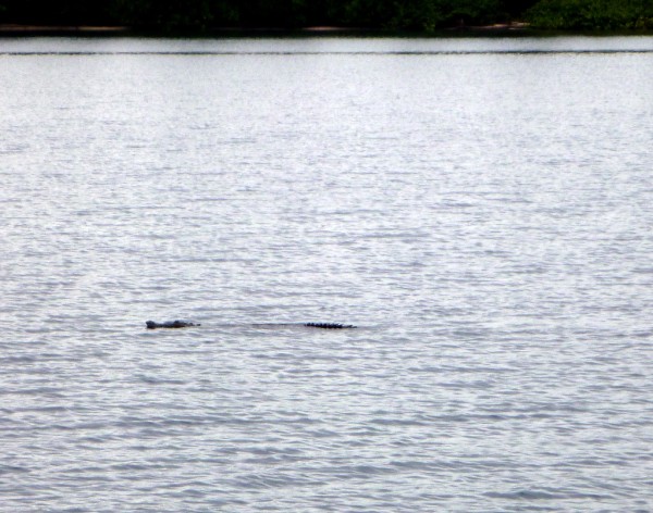 Crocodile sneaking past our swim platform in San Blas Islands, Panama