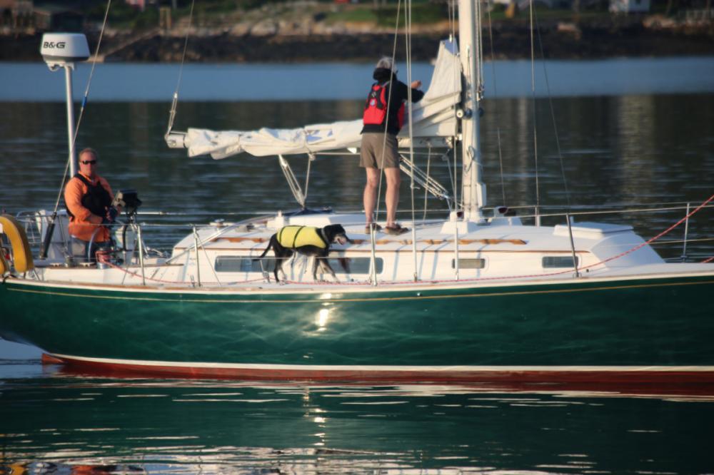 Dogs are a large part of the boating lifestyle in Maine, USA.  They are as adept as their owners on all kinds of craft and are allowed almost everywhere; shops, restaurants, state parks, beaches etc etc.  So civilized.