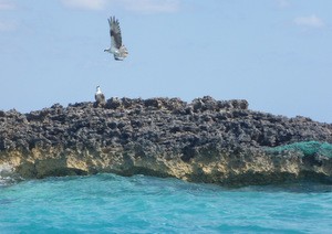 Sea eagles at Normans Cay