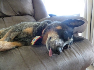 This is Bindi Dog sound asleep with her tongue hanging way out.  It doesn