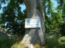 Historical Plaque on Elm Tree in Castine, Maine