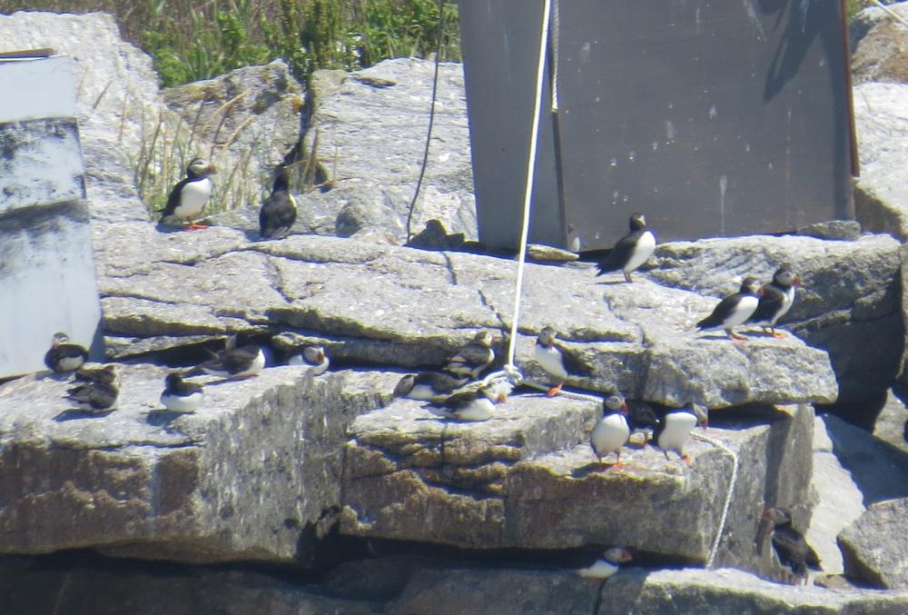 Puffins resting on Eastern Egg Rock