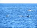 A pod of dolphins in the Gulf of Maine.