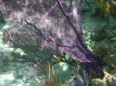 Soft purple coral