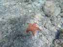 Star fish just laying there.