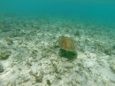 my swimming friend the turtle