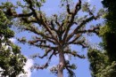 Tree top: Awesome Tree