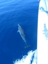 It is always fun to have the dolphins visit Koinonia II, especially in the crystal blue waters of the Gulf of Corinth.