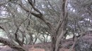 The pistachio tree of Corfu