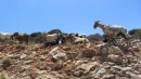 Goats on the island of Ios