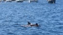 Dolphins in the anchorage