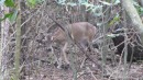 Deer sighting during hike on St. John