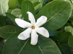 These fragrant flowers are everywhere - 