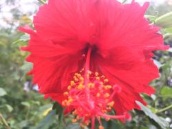 More beautiful hibiscus blossoms