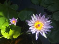 These must be Polynesian Water Lilies - ready for someone to paint them