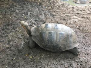 Gated reserve for breeding Giant Tortoises