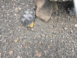 Baby Tortoise