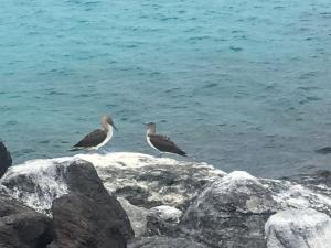 Beautiful blue footed boobies