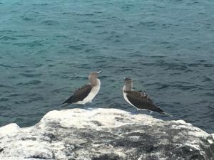 Blue footed Boobies