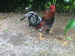 Roosters make wake-up calls throughout French Polynesia - very early in the morning