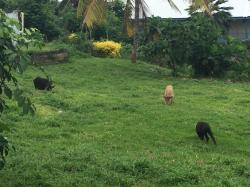 Pigs roam quite freely