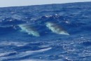 Whales swimming along side