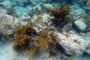 Henley Cay - wonderful soft corals, but some current