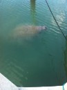 Our first manatee.