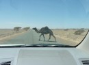 Drive carefully...you never know what might step out in front of you in the desert...