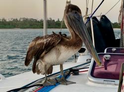Pelican in Las Perlas Islands