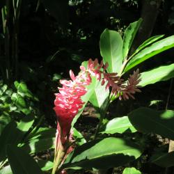 Ginger plant: The flowers were a variety of reds pinks and ginger yellow.